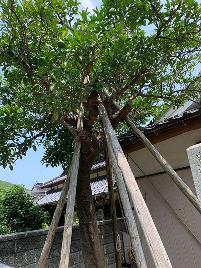 青海島夏みかん原木