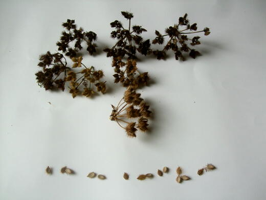 春の種採り ﾟ ﾟ っ 私ってガン