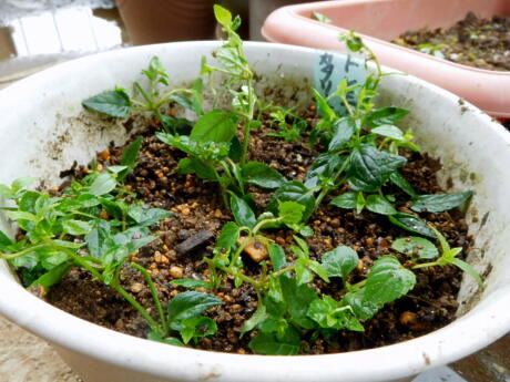 5年目の花 トレニアカタリーナの繁殖力 ﾟﾛﾟ ｴｪｯ 私ってガン