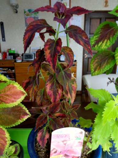 コリウスの冬越しq ﾟdﾟ P 私ってガン