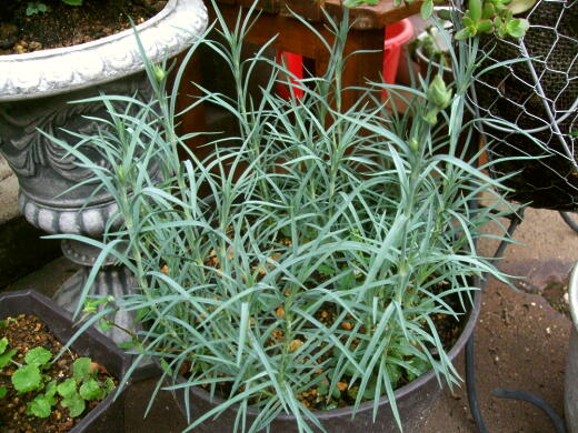 カーネーションの今後 ゞ 私ってガン