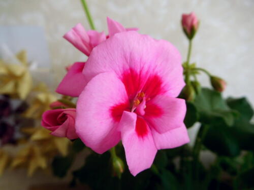 ゼラニウムカリオペに1 2輪開花s D 私ってガン