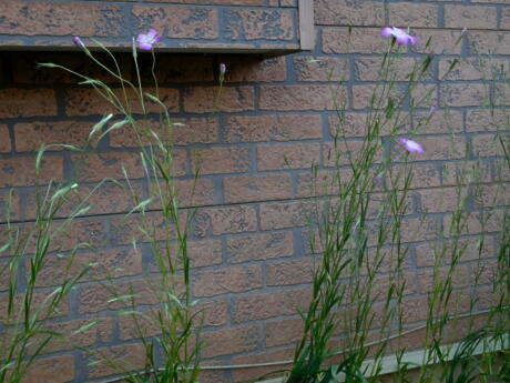 私ってガン アグロステンマ