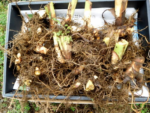 カンナの球根の3回目堀上げ (*´∇｀*)～ : 私ってガン？