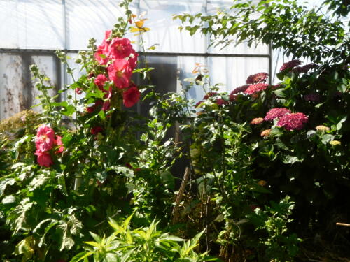 背の高いものに花 W ﾟoﾟ W ｵｵｰ 私ってガン