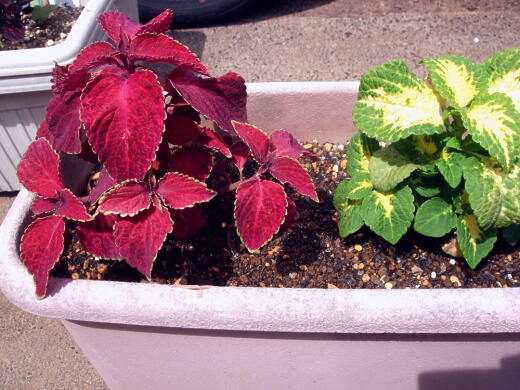 コリウス 　挿し木用　2本（枝）観葉植物　②。 挿し木で殖やしたコリウス (*´ -`)(´- `*) : 私ってガン？