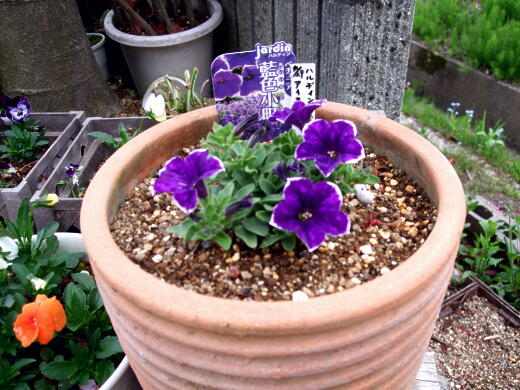 春です 10 ガウラの株分け 私ってガン