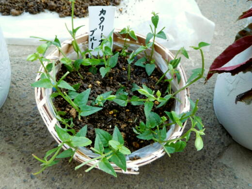 5年目の花 トレニアカタリーナの繁殖力 ゚ロ゚ エェッ 私ってガン 5年目の花 トレニアカタリーナの繁殖力 ゚ロ゚ エェッ 私ってガン