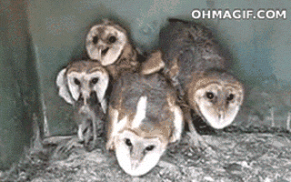 メンフクロウとかいうホラーじみた生き物 おんj深夜部 メンフクロウとかいうホラーじみた生き物 おんj深夜部