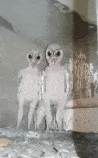 メンフクロウとかいうホラーじみた生き物 おんj深夜部 メンフクロウとかいうホラーじみた生き物 おんj深夜部