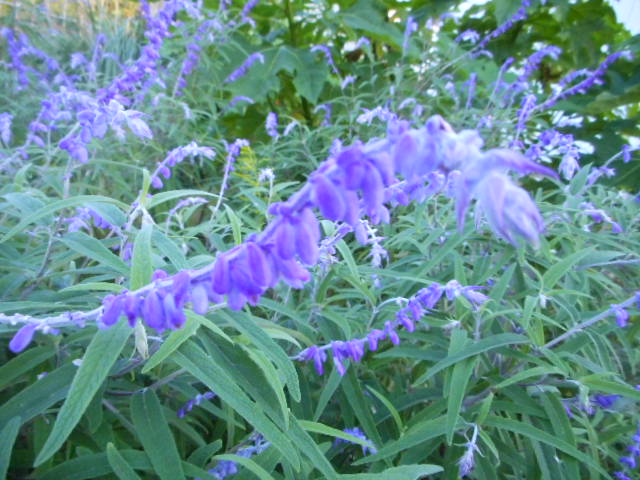 アメジストセージ 9 11月に咲くシソ 科の花 M777doorのブログ