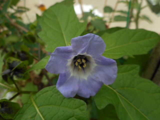 黒ほうずきに種ができました m777doorのブログ