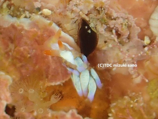 第30回ウミウシ大会 Tdc Hermit Crab 第30回ウミウシ大会 Tdc Hermit Crab