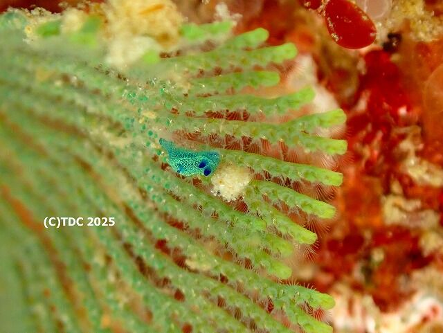 komidoriryuuguu251207