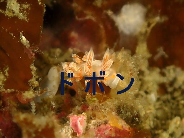 shakusenSP220403
