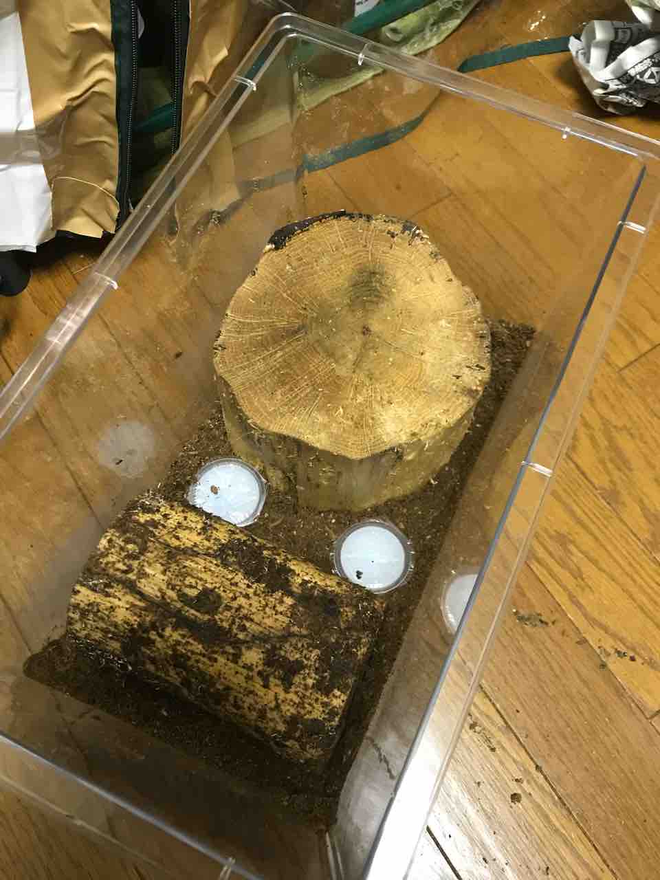 バクテリア材の試行!!! : 林檎のカブクワblog