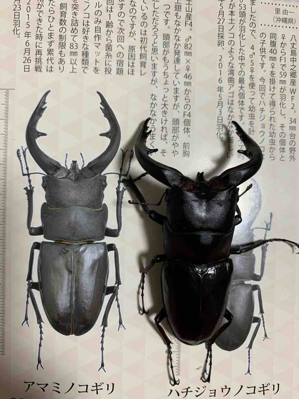 アマミノコギリクワガタ 78mm up : 林檎のカブクワblog