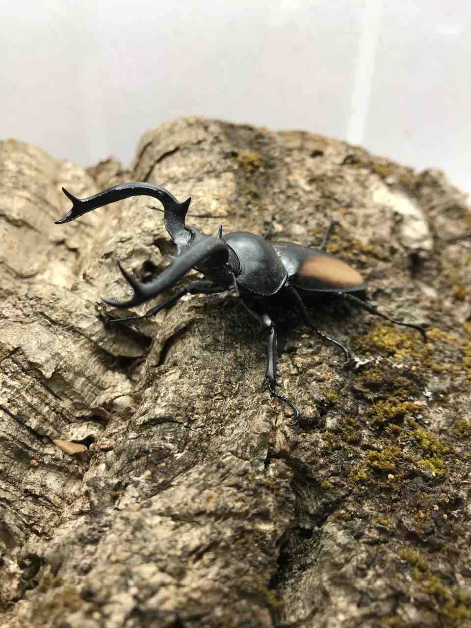 飼育種紹介 シカ編 : 林檎のカブクワblog