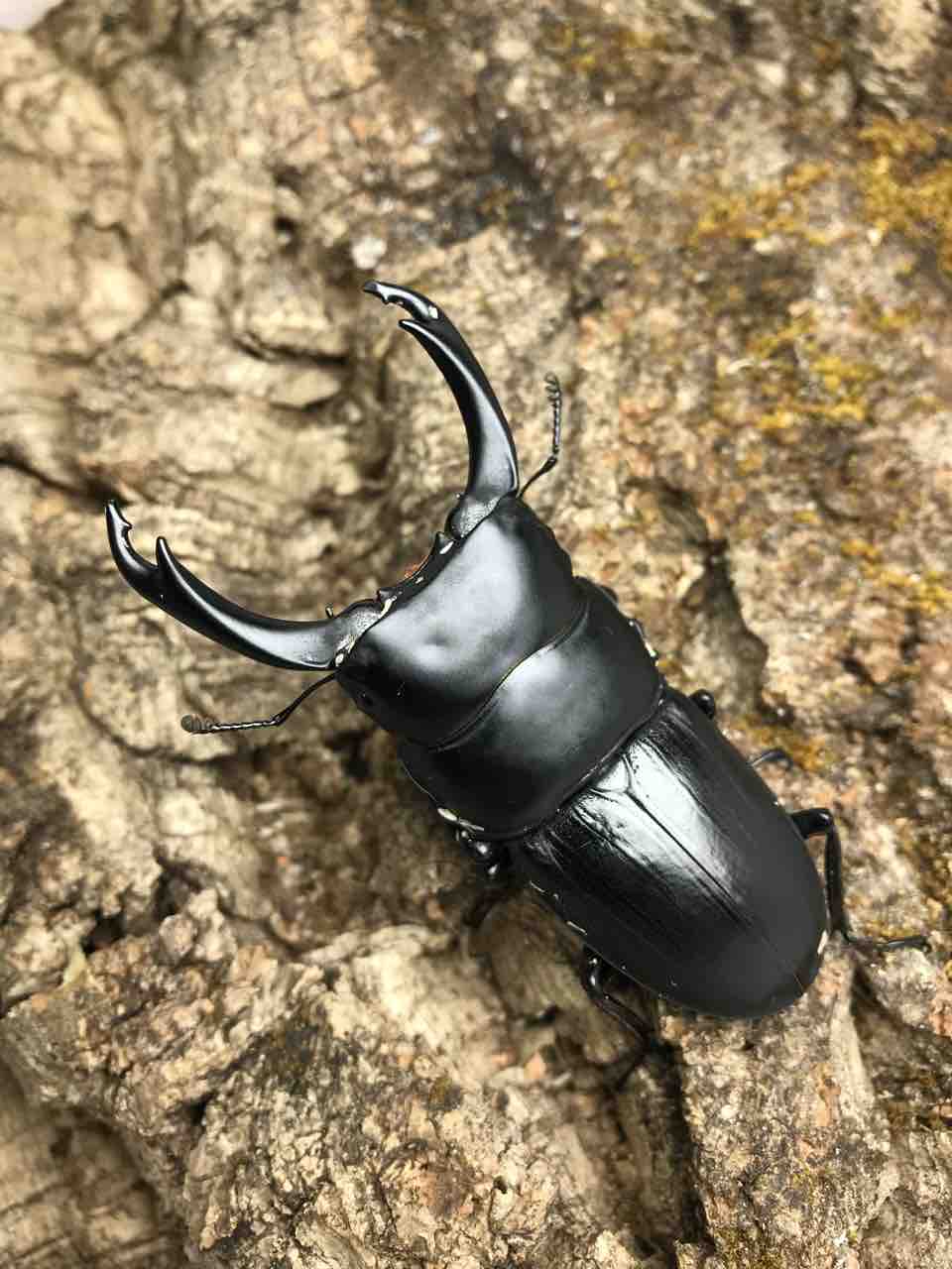 パリーオオについて 林檎のカブクワblog