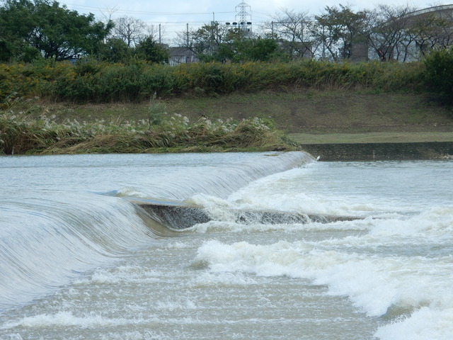 DSCN5950