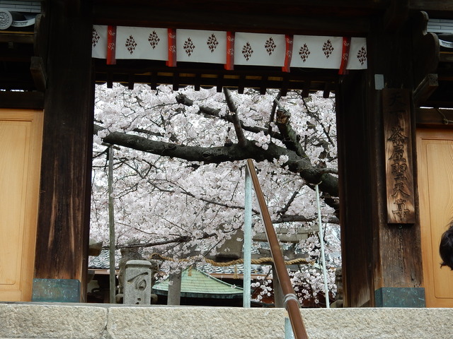 DSCN7466