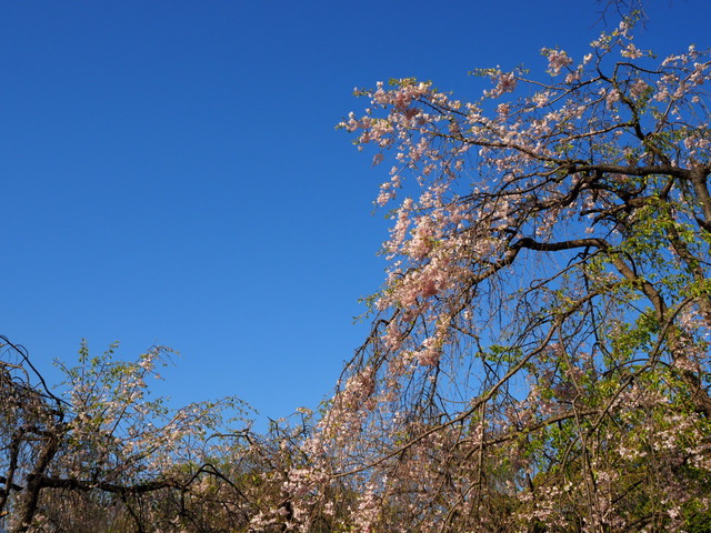 P4070204