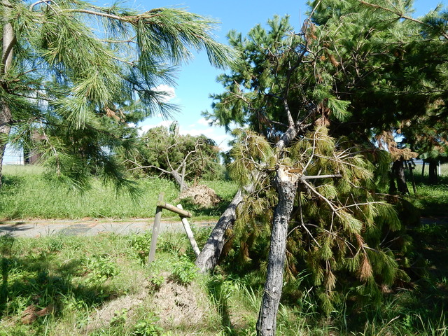 DSCN0093