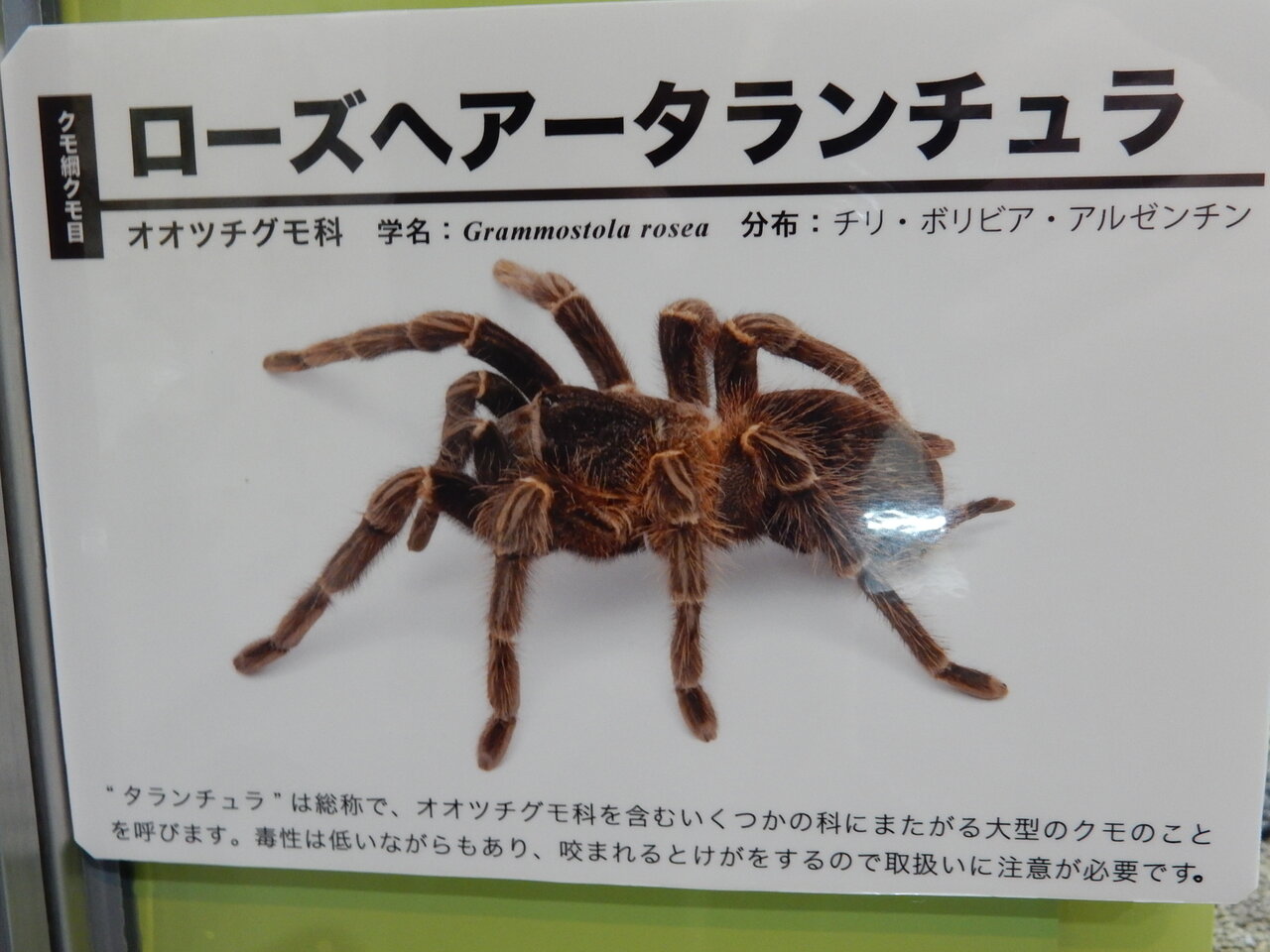 趣味の物置小屋98k 伊丹市昆虫館 へやキャンoff会 趣味の物置小屋98k 伊丹市昆虫館 へやキャンoff会