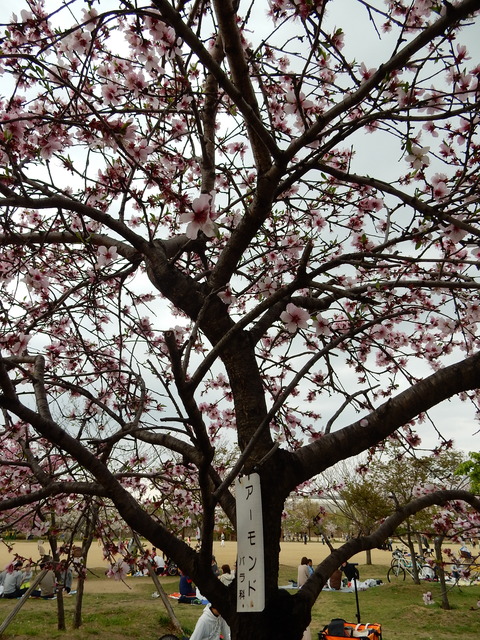 DSCN7537