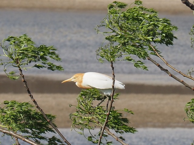 P4211070
