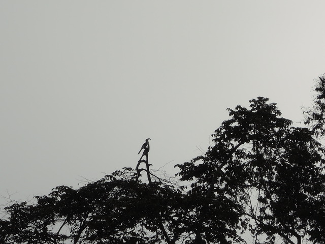 DSCN0451