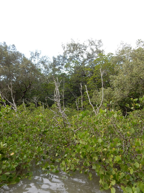 DSCN4164