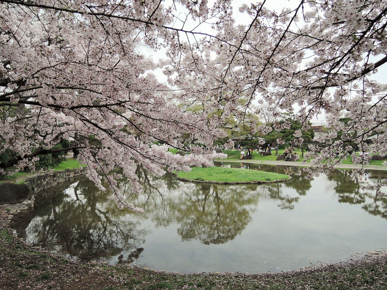 趣味の物置小屋98k 15春 お花見でふらふら
