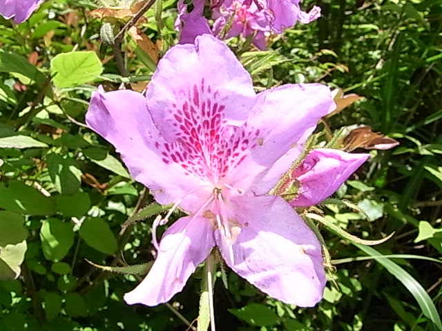 RIMG2116