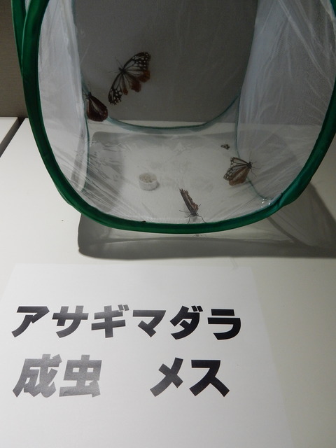 DSCN4939