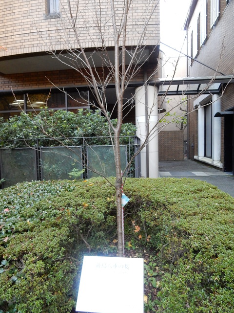 DSCN6410