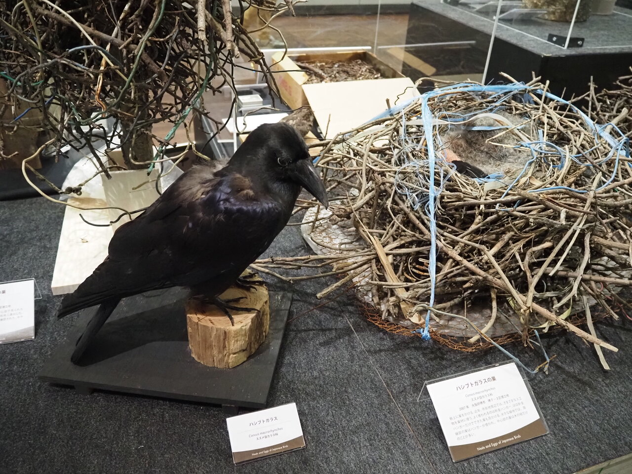 趣味の物置小屋98k 日本の鳥の巣と卵427と