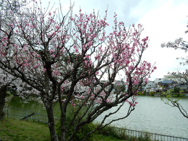 DSCN7490