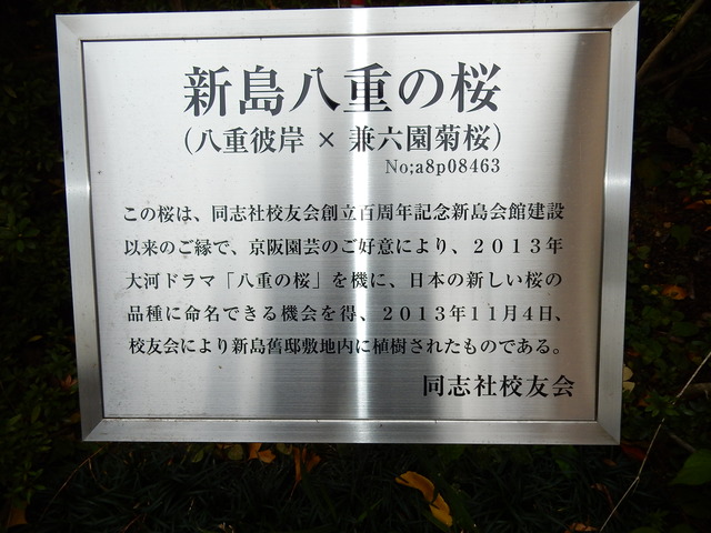 DSCN6905