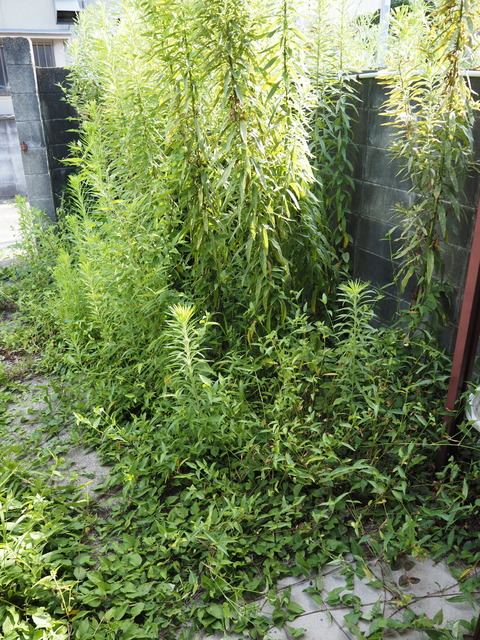 P7220294