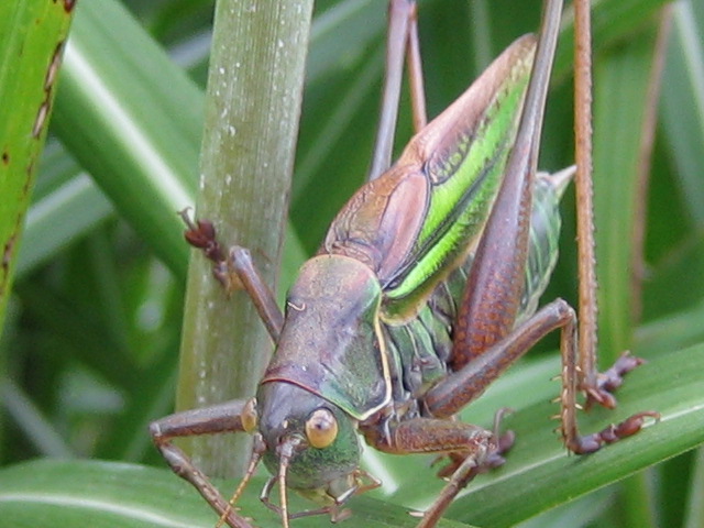 8157169e.jpg
