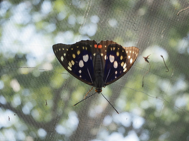 P6136369