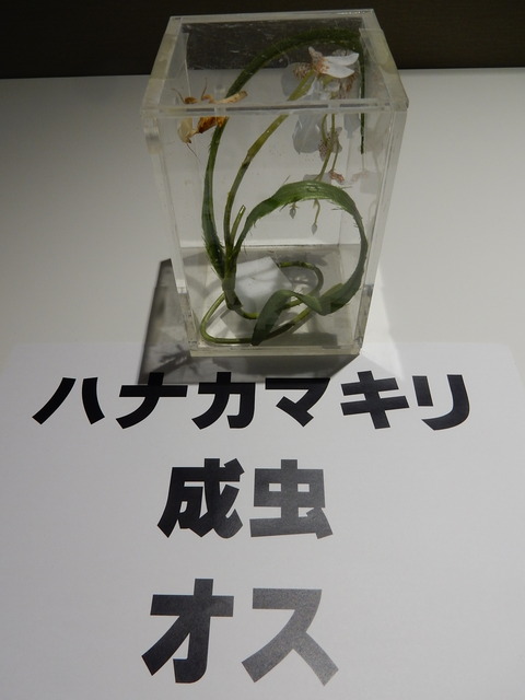 DSCN4934