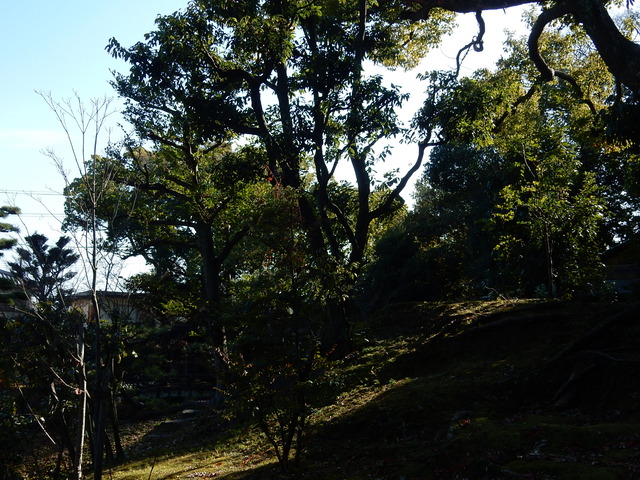 DSCN8996