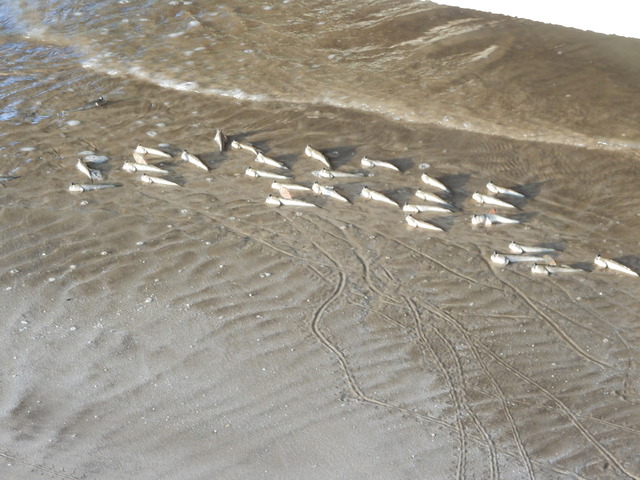 DSCN3678