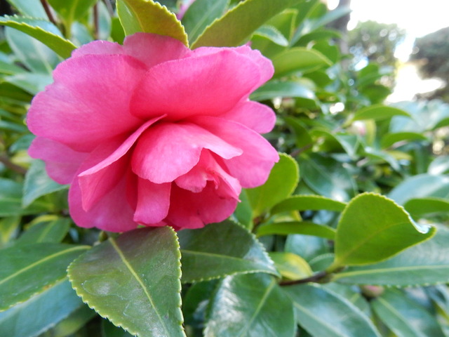 DSCN9954