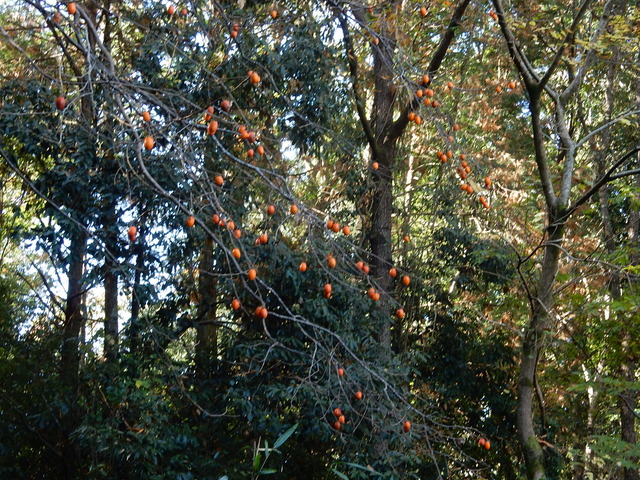 DSCN8374