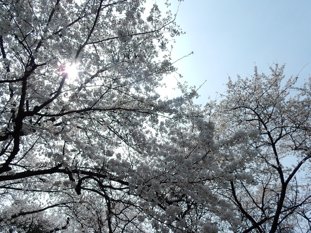 DSCN7877