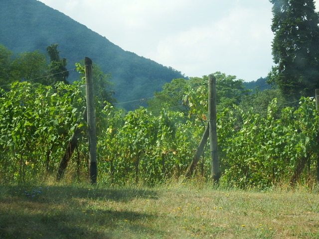DSCF6387