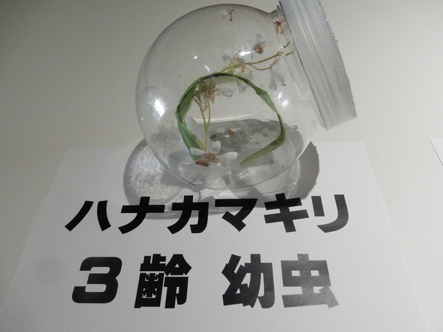 DSCN4933